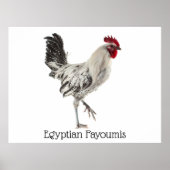 Egyptische Fayoumis Rooster Poster (Voorkant)