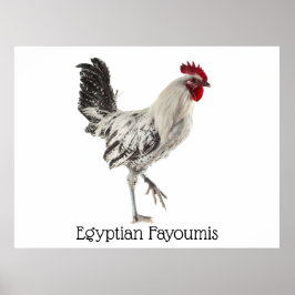 Egyptische Fayoumis Rooster Poster