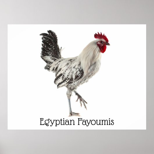 Egyptische Fayoumis Rooster Poster (Voorkant)