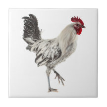 Egyptische Fayoumis Rooster