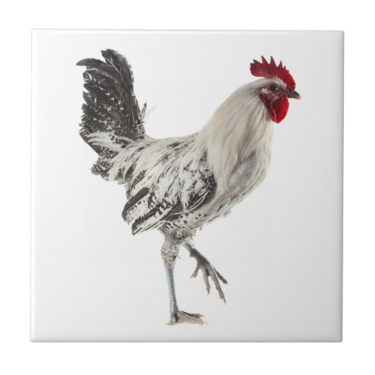 Egyptische Fayoumis Rooster Tegeltje (Voorkant)