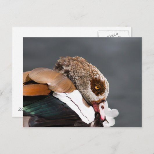 Egyptische gans briefkaart (Voorkant / Achterkant)