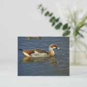 Egyptische gans briefkaart (Staand voorkant)