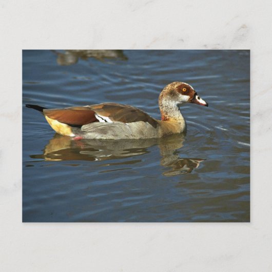Egyptische gans briefkaart (Voorkant)