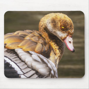 Egyptische Gans Close-Up Wildlife Vogel Natuur Kun Muismat