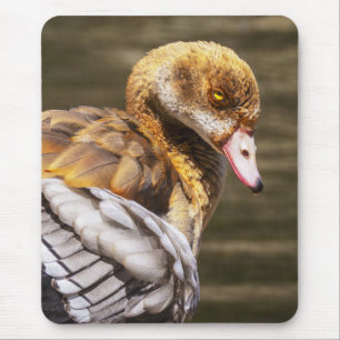 Egyptische Gans Close-Up Wildlife Vogel Natuur Kun Muismat