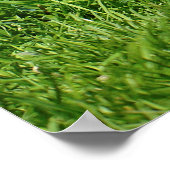 Egyptische gans en kuikens poster (Hoek)