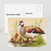 Egyptische Gans met eendjes Briefkaart (Voorkant / Achterkant)