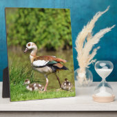 Egyptische ganzen en kuikens fotoplaat (Zijkant)