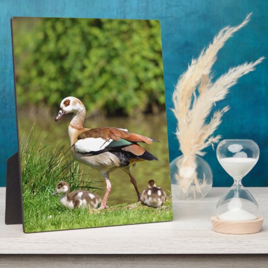 Egyptische ganzen en kuikens fotoplaat (Zijkant)