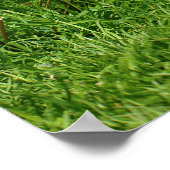 Egyptische ganzen en kuikens poster (Hoek)