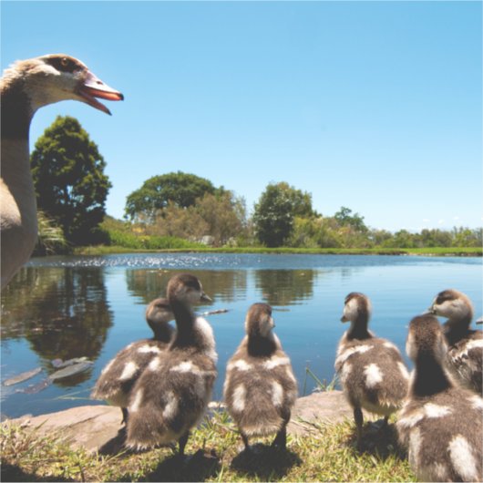 Egyptische ganzen sticker (Voorkant)