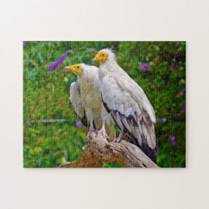 Egyptische gier - Roofvogel. Legpuzzel
