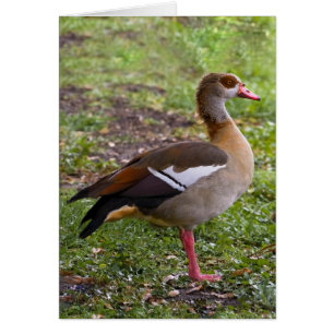 Egyptische Goose Card