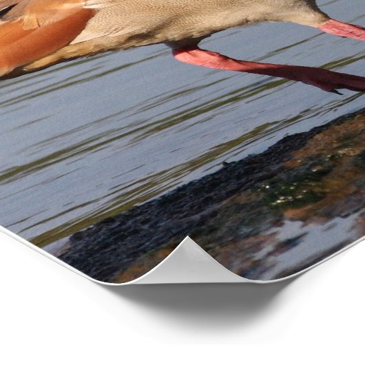 Egyptische Goose Collage Poster (Hoek)