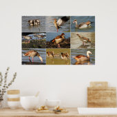 Egyptische Goose Collage Poster (Keuken)