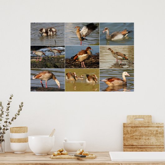 Egyptische Goose Collage Poster (Keuken)