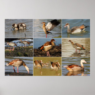 Egyptische Goose Collage Poster