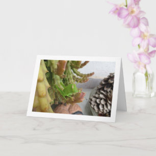 Egyptische Grasshopper Nymph op Carrion Cactus Pla Kaart