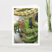 Egyptische Grasshopper Nymph op Carrion Cactus Pla Kaart (Voorkant)