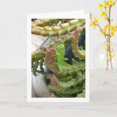 Egyptische Grasshopper Nymph op Carrion Cactus Pla Kaart (Gele Bloem)