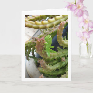 Egyptische Grasshopper Nymph op Carrion Cactus Pla Kaart