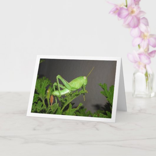 Egyptische Grasshopper Nymph op Citronella Plant Kaart (Orchidee)