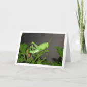 Egyptische Grasshopper Nymph op Citronella Plant Kaart (Voorkant)