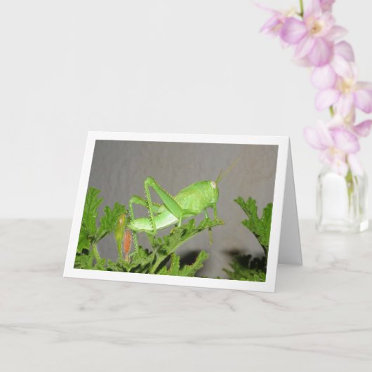 Egyptische Grasshopper Nymph op Citronella Plant Kaart (Orchidee)
