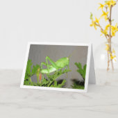Egyptische Grasshopper Nymph op Citronella Plant Kaart (Gele Bloem)