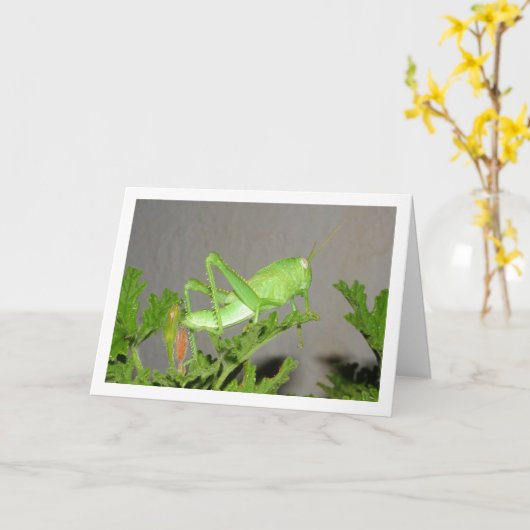 Egyptische Grasshopper Nymph op Citronella Plant Kaart (Gele Bloem)