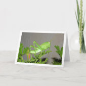 Egyptische Grasshopper Nymph op Citronella Plant Kaart (Voorkant)