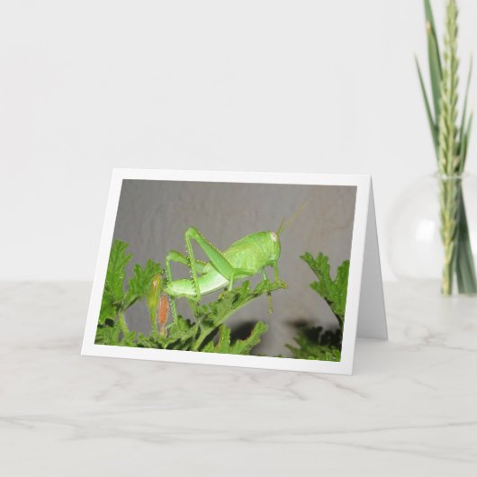 Egyptische Grasshopper Nymph op Citronella Plant Kaart (Voorkant)