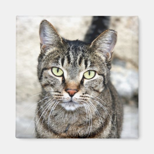 Egyptische Kat Magneet (Voorkant)