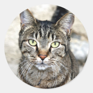 Egyptische kat ronde sticker