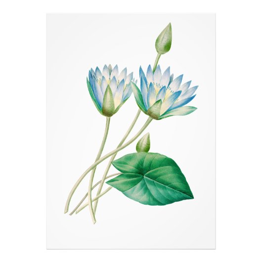  Egyptische Lotus Bloem Foto Vergroting Afdruk (Voorkant)