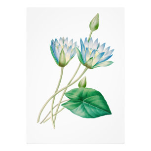 Egyptische Lotus Bloem Foto Vergroting Foto Afdruk