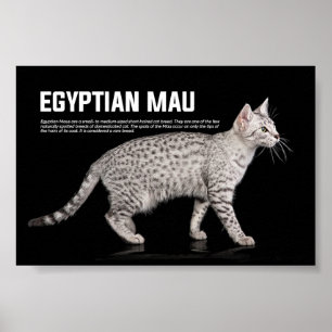 Egyptische Mau Cat Breed Poster