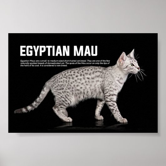 Egyptische Mau Cat Breed Poster (Voorkant)