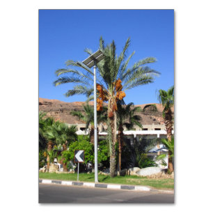 Egyptische palmbomen kaart