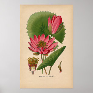 Egyptische roze waterlelie    botanische print