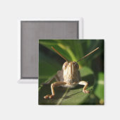 Egyptische sprinkhaan Insect Magnet (Voorkant / Achterkant)