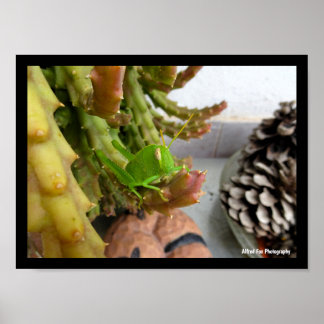 Egyptische sprinkhaan-nimf op Carrion Cactus Plant Poster