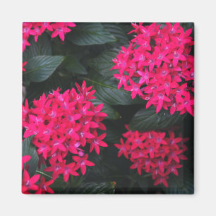 Egyptische ster Cluster Magneet