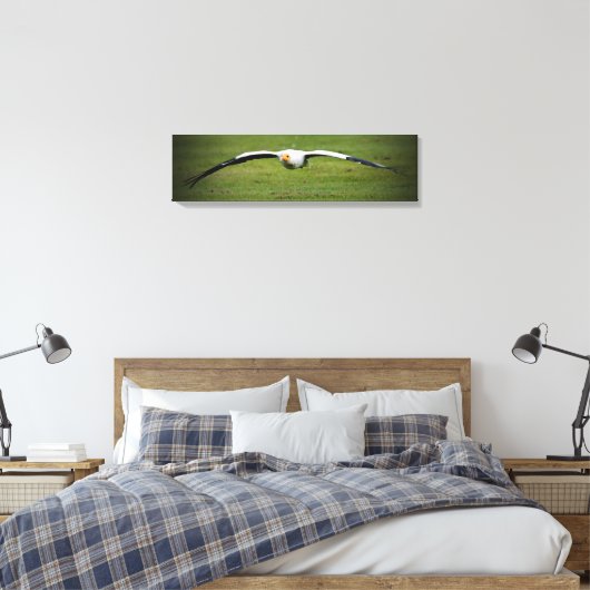 Egyptische Vulture Closeup Panoramic Canvas Print (Insitu (Slaapkamer))