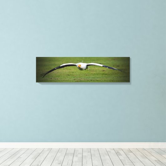 Egyptische Vulture Closeup Panoramic Canvas Print (Insitu (Houten vloer))