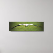 Egyptische Vulture Closeup Panoramic Canvas Print (Voorkant)