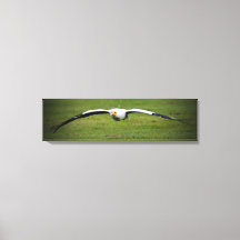 Egyptische Vulture Closeup Panoramic Canvas Print