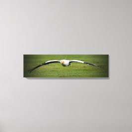 Egyptische Vulture Closeup Panoramic Canvas Print