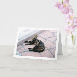 Egyptische wilde kat kaart